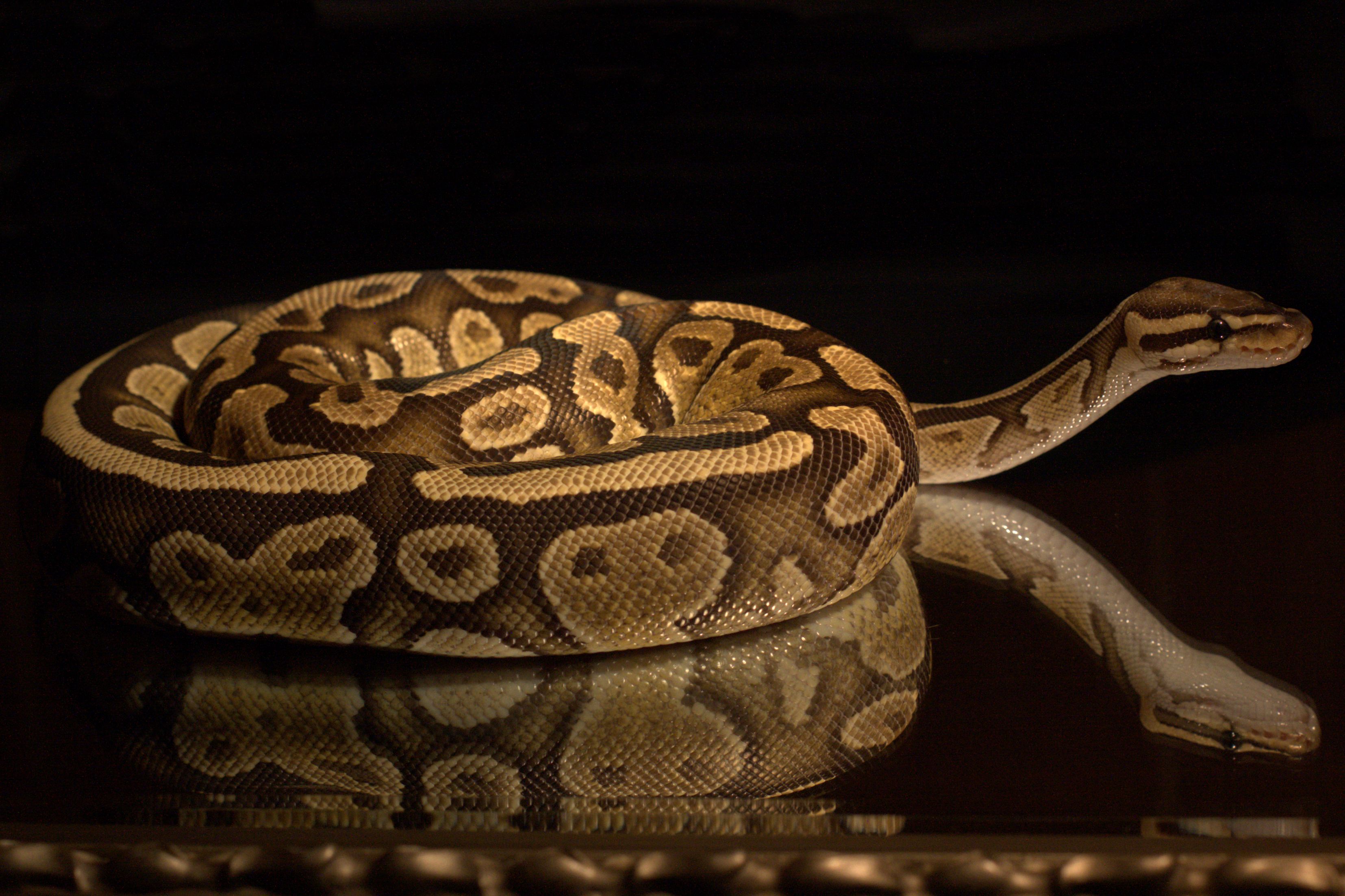 Python Regius Pictures – Nuregami
